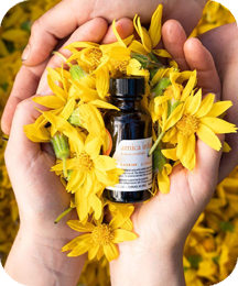Arnica Oil